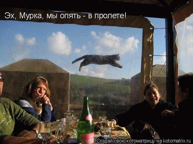 Эх, Мурка, мы опять - в пролете!... Котоматрица: Эх, Мурка, мы опять - в пролете!