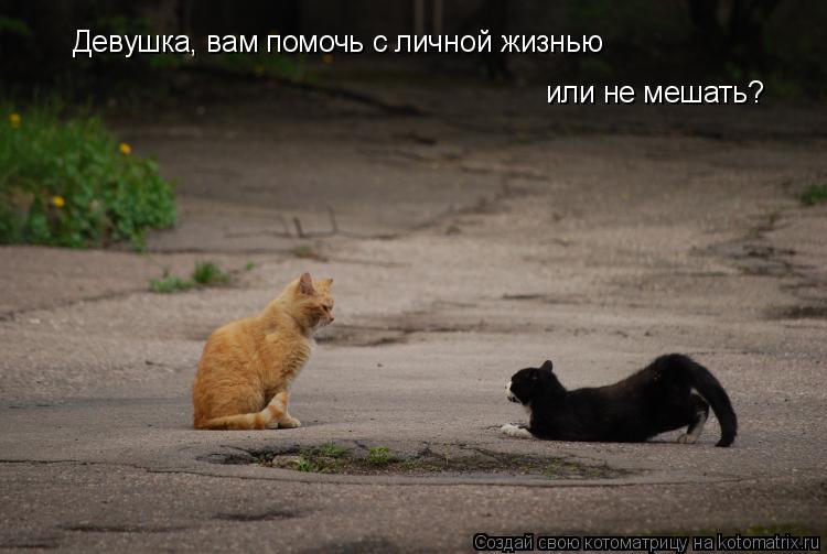 Девушка, вам помочь с личной жизнью или не мешать?... Котоматрица: Девушка, вам помочь с личной жизнью или не мешать?