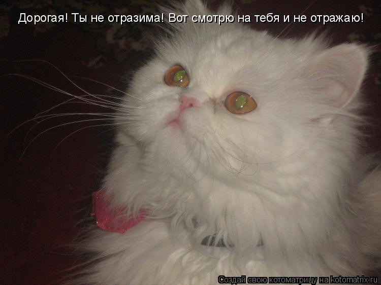 Котоматрица: Дорогая! Ты не отразима! Вот смотрю на тебя и не отражаю!