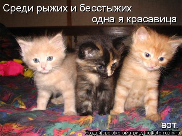 Котоматрица: Среди рыжих и бесстыжих одна я красавица вот.