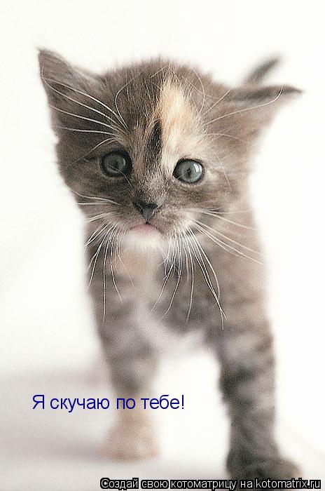 Котоматрица: Я скучаю по тебе!