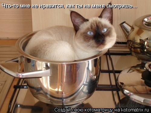 Котоматрица: Что-то мне не нравится, как ты на меня смотришь...