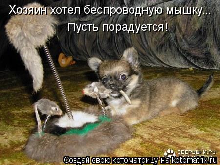 Хозяин хотел беспроводную мышку... Пусть порадуется!... Котоматрица: Хозяин хотел беспроводную мышку... Пусть порадуется!
