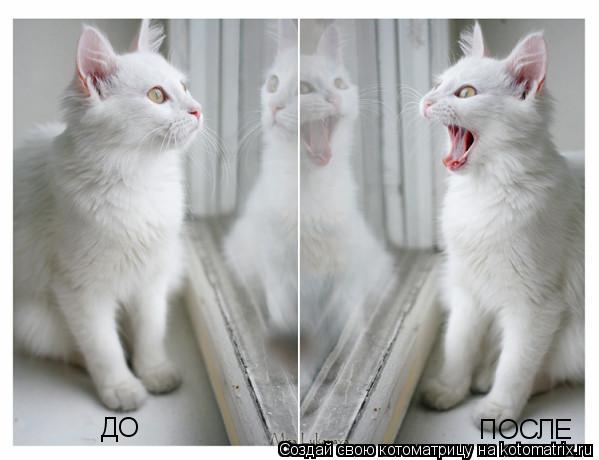 Котоматрица: ДО ПОСЛЕ