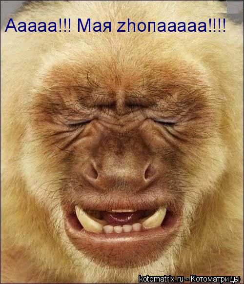 Ааааа!!! Мая zhопааааа!!!!... Котоматрица: Ааааа!!! Мая zhопааааа!!!!