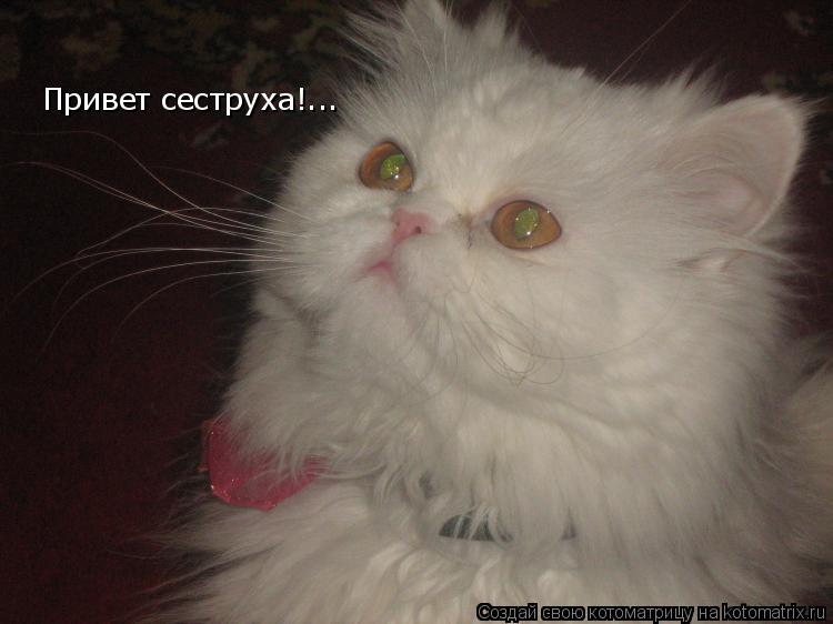 Котоматрица: Привет сеструха!...