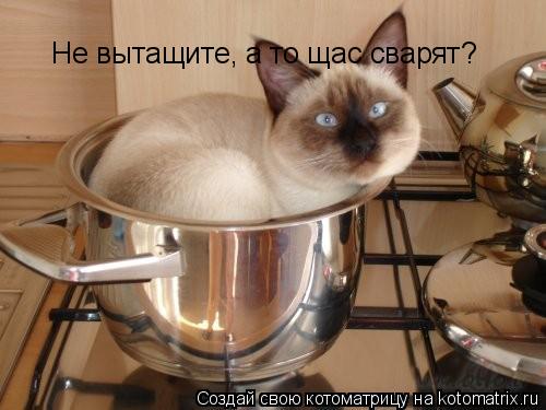 Не вытащите, а то щас сварят?... Котоматрица: Не вытащите, а то щас сварят?