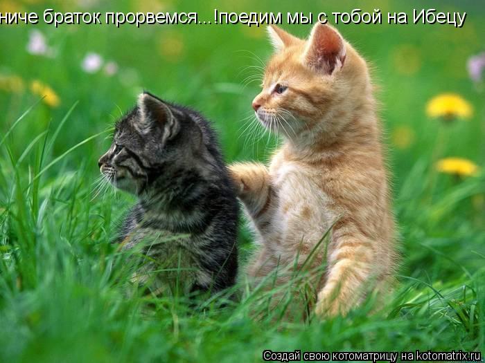 Котоматрица: ниче браток прорвемся...!поедим мы с тобой на Ибецу
