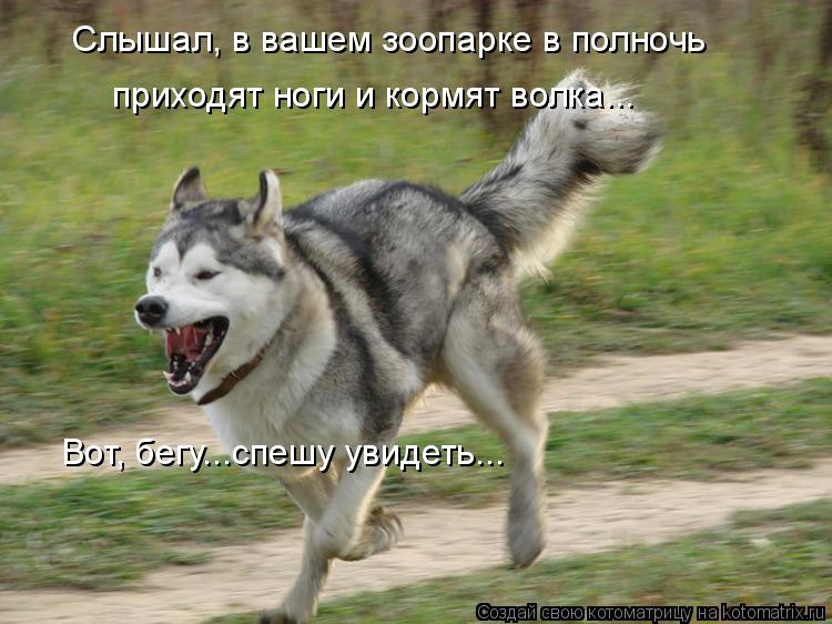 Слышал, в вашем зоопарке в полночь приходят ноги и кормят волка... Вот, бегу...спешу увидеть...... Котоматрица: Слышал, в вашем зоопарке в полночь приходят ноги и кормят волка... Вот, бегу...спешу увидеть...