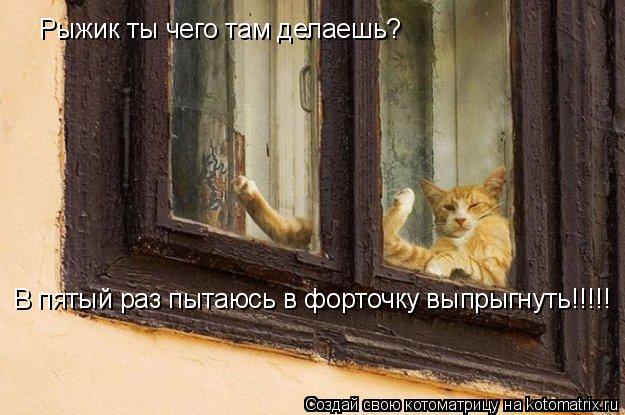 Рыжик ты чего там делаешь? В пятый раз пытаюсь в форточку выпрыгнуть!!!!!... Котоматрица: Рыжик ты чего там делаешь? В пятый раз пытаюсь в форточку выпрыгнуть!!!!!