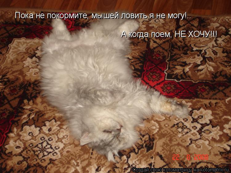 Пока не покормите, мышей ловить я не могу!.. А когда поем, НЕ ХОЧУ!!!... Котоматрица: Пока не покормите, мышей ловить я не могу!.. А когда поем, НЕ ХОЧУ!!!