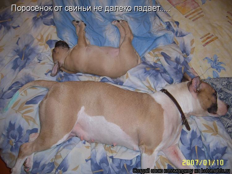 Котоматрица: Поросёнок от свиньи не далеко падает.....