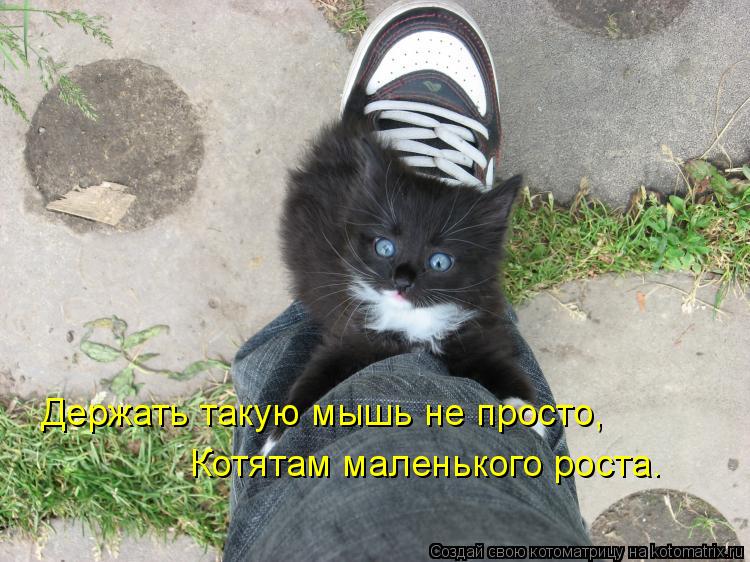 Держать такую мышь не просто, Котятам маленького роста.... Котоматрица: Держать такую мышь не просто, Котятам маленького роста.