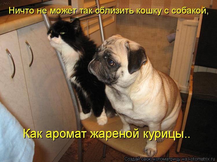 Котоматрица: Ничто не может так сблизить кошку с собакой, Как аромат жареной курицы..