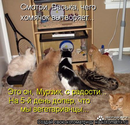 Смотри, Васька, чего хомячок вытворяет... Это он, Мурзик, с радости... На 5-й день допер, что мы вег... Котоматрица: Смотри, Васька, чего хомячок вытворяет... Это он, Мурзик, с радости... На 5-й день допер, что мы вегетарианцы...