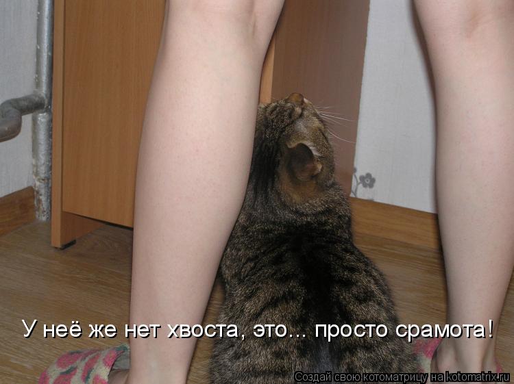 У неё же нет хвоста, это... просто срамота!... Котоматрица: У неё же нет хвоста, это... просто срамота!