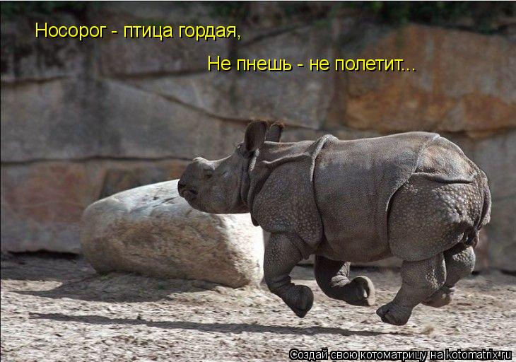 Не пнешь - не полетит... Носорог - птица гордая,... Котоматрица: Не пнешь - не полетит... Носорог - птица гордая,