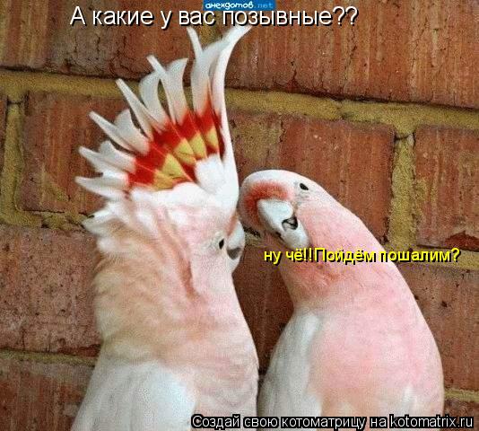 ну чё!!Пойдём пошалим? А какие у вас позывные??... Котоматрица: ну чё!!Пойдём пошалим? А какие у вас позывные??