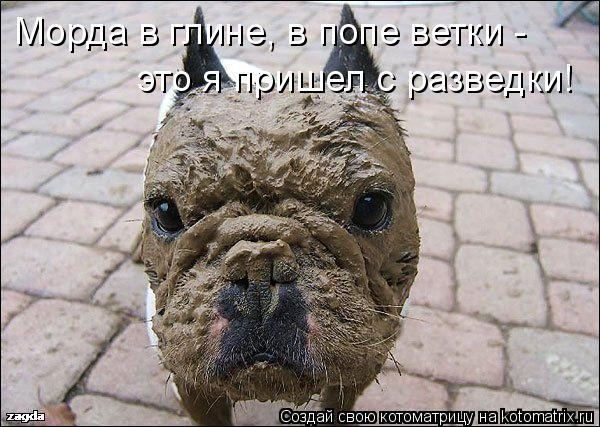 Морда в глине, в попе ветки - это я пришел с разведки!... Котоматрица: Морда в глине, в попе ветки - это я пришел с разведки!