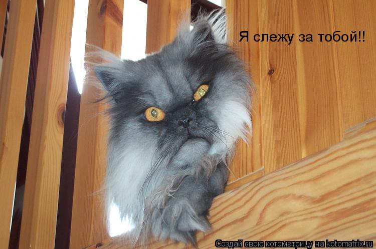 Котоматрица: Я слежу за тобой!!