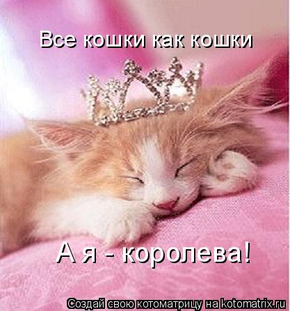 Котоматрица: Все кошки как кошки А я - королева!