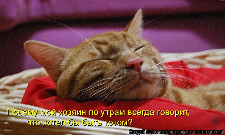Почему мой хозяин по утрам всегда говорит, что хотел бы быть котом?... Котоматрица: Почему мой хозяин по утрам всегда говорит, что хотел бы быть котом?
