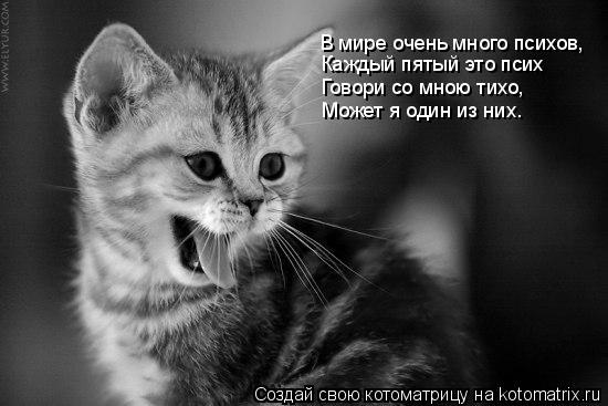 Котоматрица: В мире очень много психов, Каждый пятый это псих Говори со мною тихо, Может я один из них…