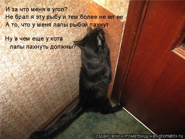 Котоматрица: И за что меня в угол? Не брал я эту рыбу и тем более не ел ее А то, что у меня лапы рыбой пахнут Ну а чем еще у кота лапы пахнуть должны?