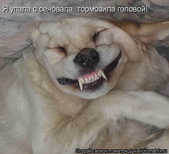 Я упала с сеновала, тормозила головой!... Котоматрица: Я упала с сеновала, тормозила головой!