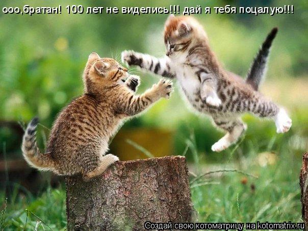 ооо,братан! 100 лет не виделись!!! дай я тебя поцалую!!!... Котоматрица: ооо,братан! 100 лет не виделись!!! дай я тебя поцалую!!!