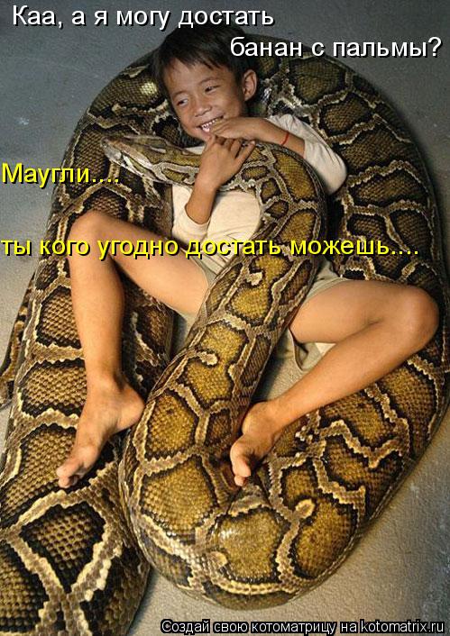 Каа, а я могу достать банан с пальмы? Маугли.... ты кого угодно достать можешь....... Котоматрица: Каа, а я могу достать банан с пальмы? Маугли.... ты кого угодно достать можешь....