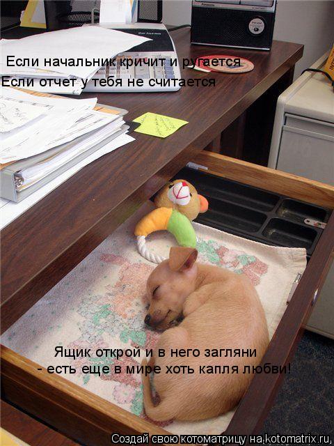 Если начальник кричит и ругается Если отчет у тебя не считается Ящик открой и в него загляни - есть ... Котоматрица: Если начальник кричит и ругается Если отчет у тебя не считается Ящик открой и в него загляни - есть еще в мире хоть капля любви!