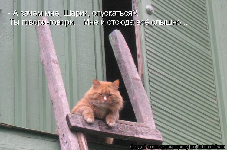 - А зачем мне, Шарик, спускаться?.. Ты говори-говори... Мне и отсюда всё слышно...... Котоматрица: - А зачем мне, Шарик, спускаться?.. Ты говори-говори... Мне и отсюда всё слышно...