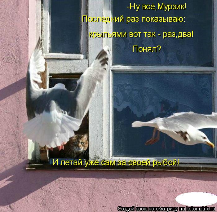 -Ну всё,Мурзик! Последний раз показываю: крыльями вот так - раз,два! Понял? И летай уже сам за своей ... Котоматрица: -Ну всё,Мурзик! Последний раз показываю: крыльями вот так - раз,два! Понял? И летай уже сам за своей рыбой!