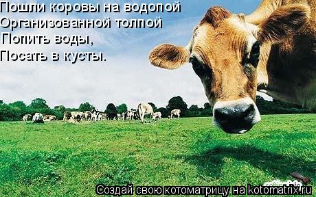 Котоматрица: Пошли коровы на водопой Организованной толпой Попить воды, Посать в кусты.