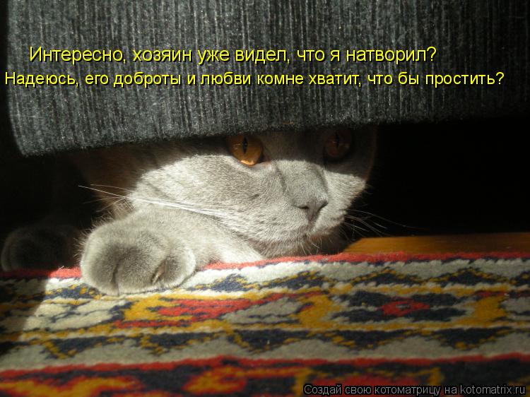 Интересно, хозяин уже видел, что я натворил? Надеюсь, его доброты и любви комне хватит, что бы прости... Котоматрица: Интересно, хозяин уже видел, что я натворил? Надеюсь, его доброты и любви комне хватит, что бы простить?