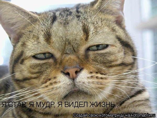 Котоматрица: Я СТАР, Я МУДР, Я ВИДЕЛ ЖИЗНЬ...