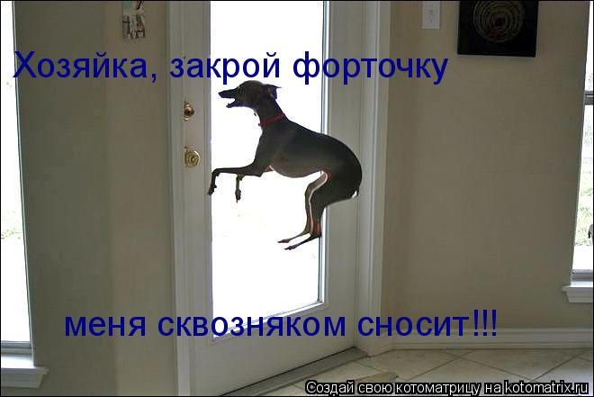 Хозяйка, закрой форточку меня сквозняком сносит!!!... Котоматрица: Хозяйка, закрой форточку меня сквозняком сносит!!!