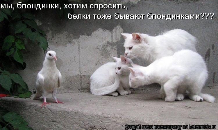 мы, блондинки, хотим спросить, белки тоже бывают блондинками???... Котоматрица: мы, блондинки, хотим спросить, белки тоже бывают блондинками???