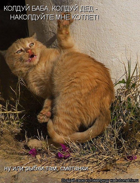 КОЛДУЙ БАБА, КОЛДУЙ ДЕД - НАКОЛДУЙТЕ МНЕ КОТЛЕТ! ну или рыбки там, сметанки...... Котоматрица: КОЛДУЙ БАБА, КОЛДУЙ ДЕД - НАКОЛДУЙТЕ МНЕ КОТЛЕТ! ну или рыбки там, сметанки...