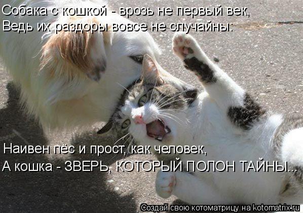Собака с кошкой - врозь не первый век, Ведь их раздоры вовсе не случайны: Наивен пёс и прост, как чел... Котоматрица: Собака с кошкой - врозь не первый век, Ведь их раздоры вовсе не случайны: Наивен пёс и прост, как человек, А кошка - ЗВЕРЬ, КОТОРЫЙ ПОЛОН ТАЙНЫ..