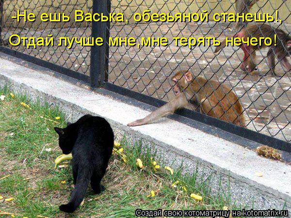 -Не ешь Васька, обезьяной станешь!, Отдай лучше мне,мне терять нечего!... Котоматрица: -Не ешь Васька, обезьяной станешь!, Отдай лучше мне,мне терять нечего!