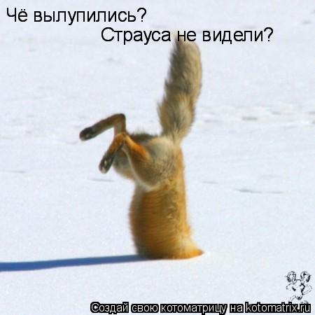 Котоматрица: Чё вылупились? Чё вылупились? Страуса не видели? Страуса не видели?