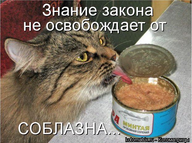Знание закона не освобождает от СОБЛАЗНА...... Котоматрица: Знание закона не освобождает от СОБЛАЗНА...