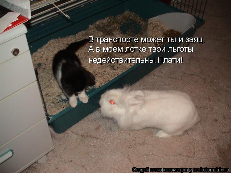 В транспорте может ты и заяц. А в моем лотке твои льготы недействительны.Плати!... Котоматрица: В транспорте может ты и заяц. А в моем лотке твои льготы недействительны.Плати!