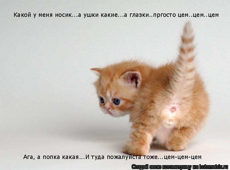 Какой у меня носик...а ушки какие...а глазки..пргосто цем..цем..цем Ага, а попка какая...И туда пожал... Котоматрица: Какой у меня носик...а ушки какие...а глазки..пргосто цем..цем..цем Ага, а попка какая...И туда пожалуйста тоже...цем-цем-цем