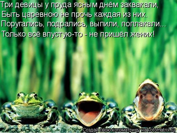 Три девицы у пруда ясным днём заквакали, Быть царевною не прочь каждая из них. Поругались, подрались,... Котоматрица: Три девицы у пруда ясным днём заквакали, Быть царевною не прочь каждая из них. Поругались, подрались, выпили, поплакали... Только всё впустую-