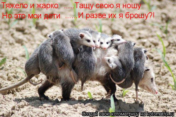 Тяжело и жарко .....Тащу свою я ношу Но это мои дети ......И разве их я брошу?!... Котоматрица: Тяжело и жарко .....Тащу свою я ношу Но это мои дети ......И разве их я брошу?!