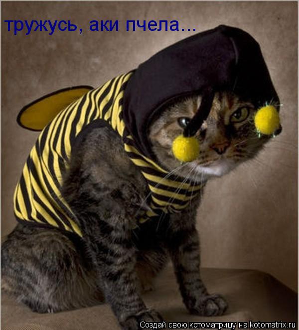 Котоматрица: тружусь, аки пчела...