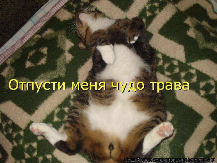 Отпусти меня чудо трава Отпусти меня чудо трава... Котоматрица: Отпусти меня чудо трава Отпусти меня чудо трава